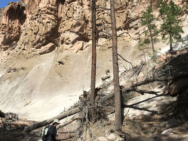 Hiker walking near unique volcanic rock formations and pine trees.