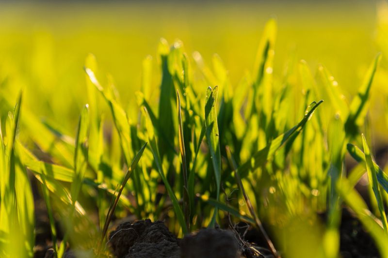 Lush green grass glistens in the sunlight, creating a serene atmosphere in the garden during a sunny afternoon.