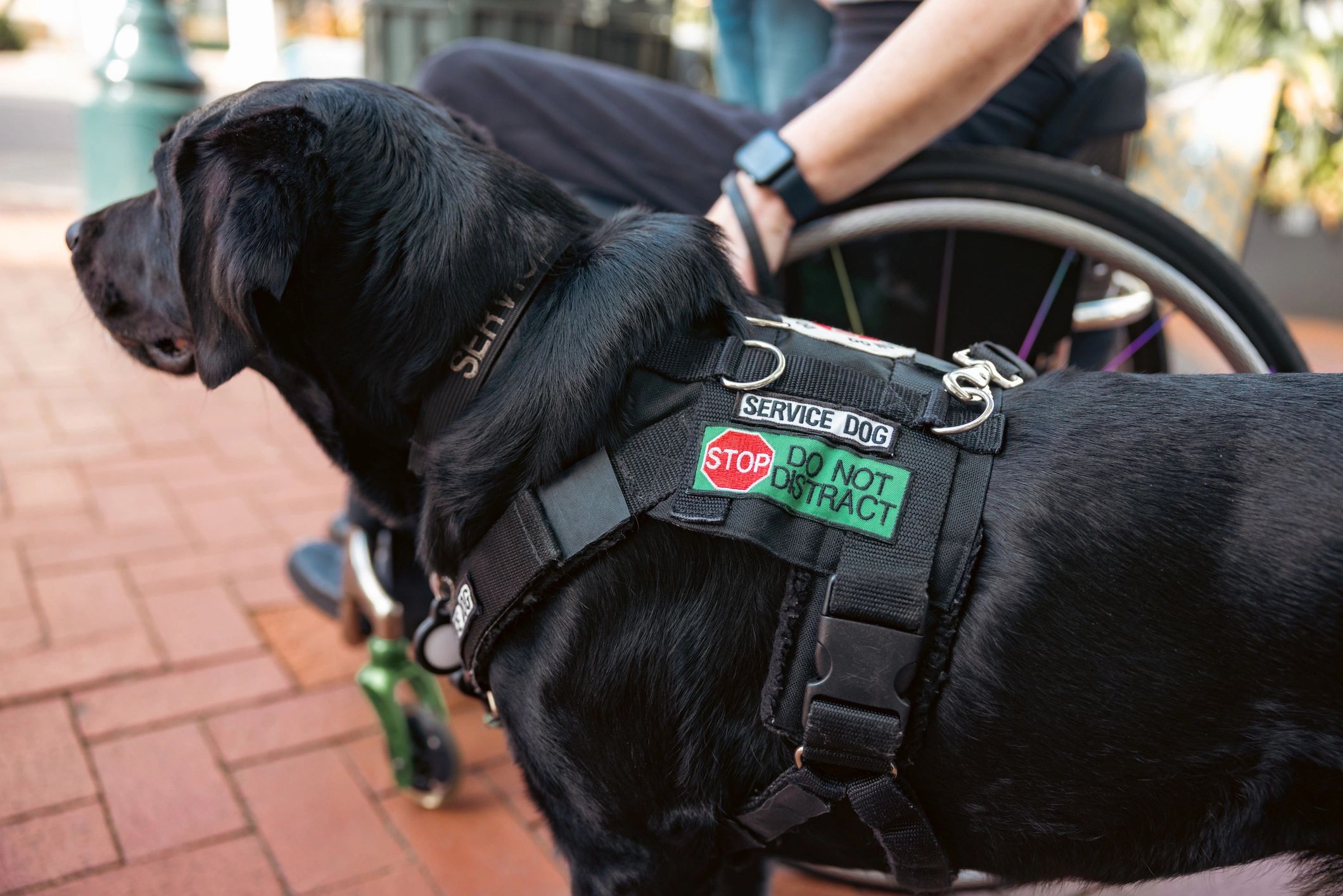 Service Dog Training