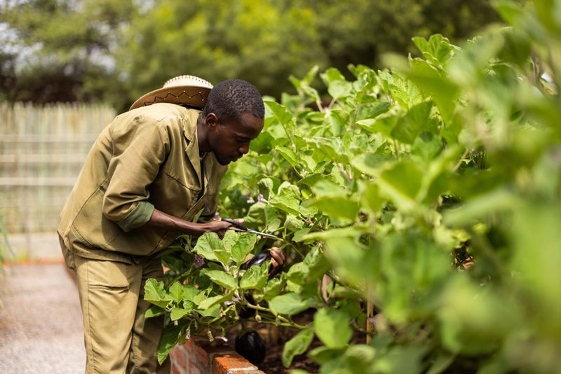 Young farmer carefully picking ripe eggplants from a healthy plant in a vibrant garden