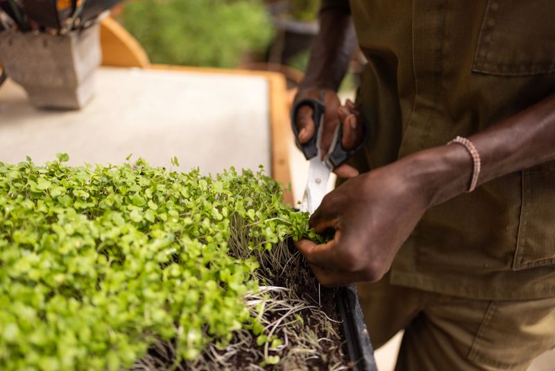 Close-up of a farmer carefully cutting fresh microgreens, showcasing sustainable agriculture practices