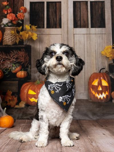 Small white and black dog wearing a bandana sits in front of a doorway with jack-o-lanterns. 