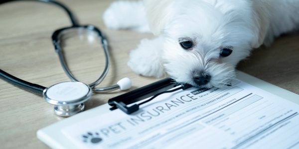 White puppy with stethoscope and pet insurance form.