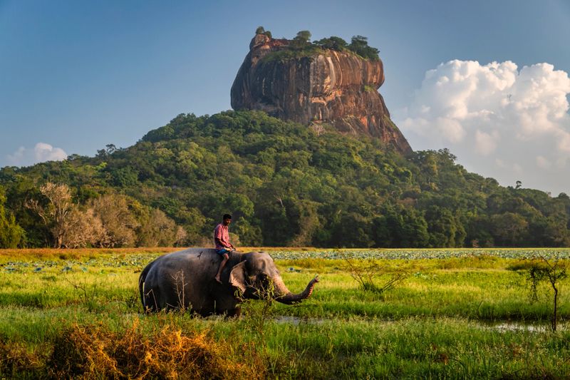 Mahout riding his elephant, Sigiriya Rock on the background, Central Province, Sri Lanka