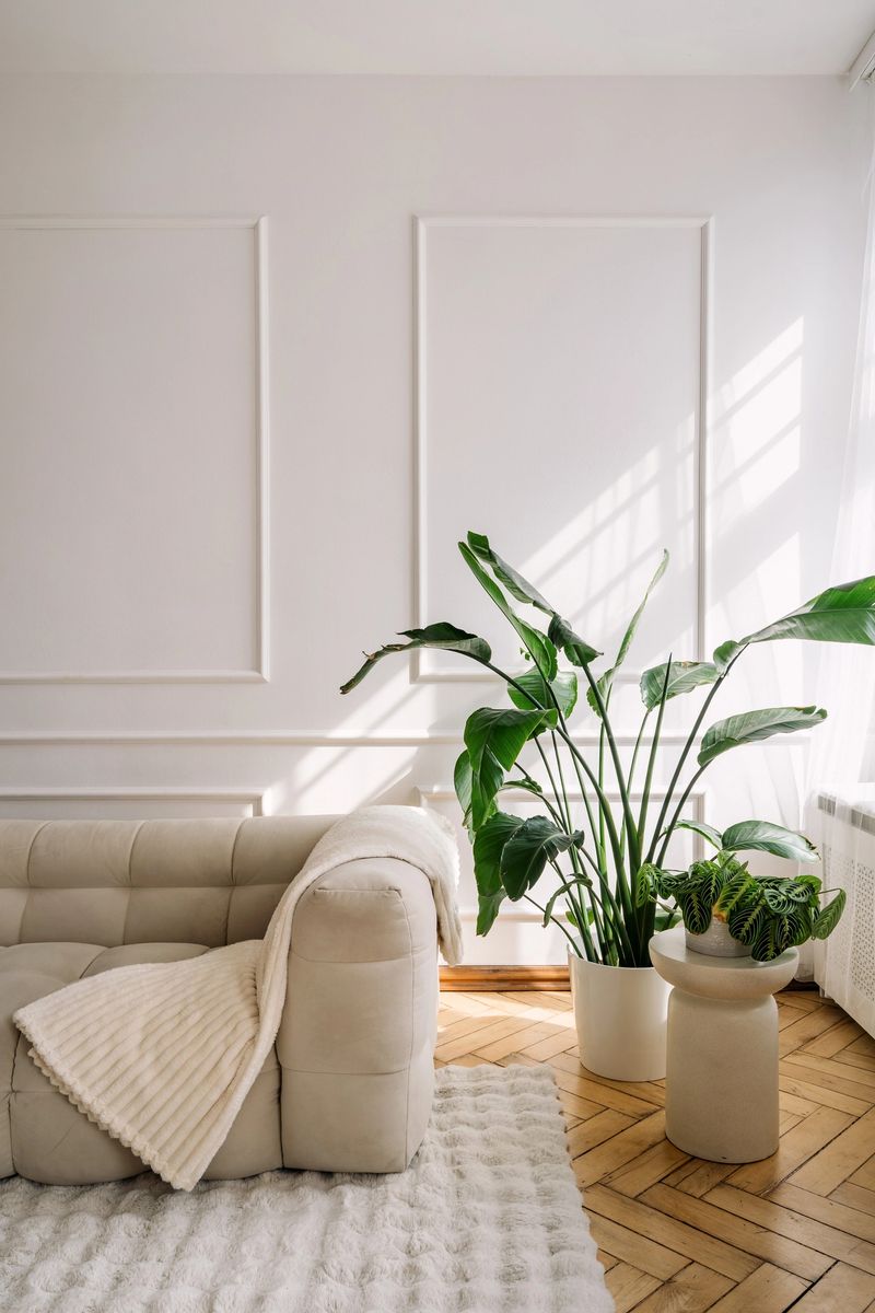 A spacious living room showcases a sleek white couch adorned with a cozy blanket beside a large green plant. Natural light floods in, enhancing the minimalist design and comfort at home.
