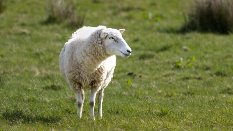 A sheep is standing in a grassy field. The sheep is looking to the right. The grass is green and the sky is blue