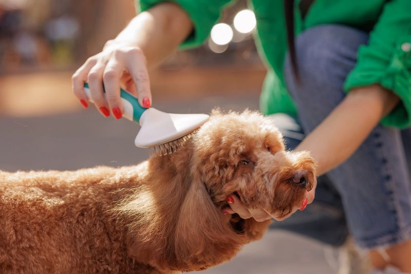 Fluffy red poodle being gently brushed by owner outdoors, grooming session showing care, hygiene, and pet bonding.