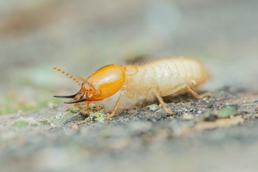 Termite Soldier