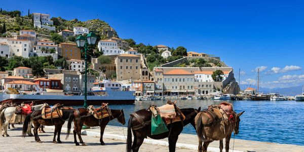 Donkeys lined up by a waterfront with a hillside town in the background under a clear blue sky.