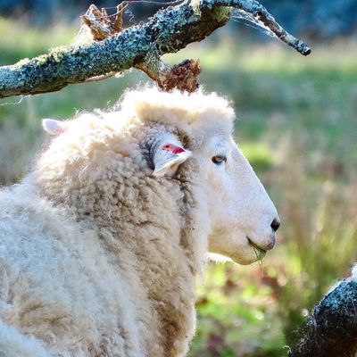 Side profile of a fluffy white sheep outdoors.