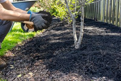 flowerbed with mulch