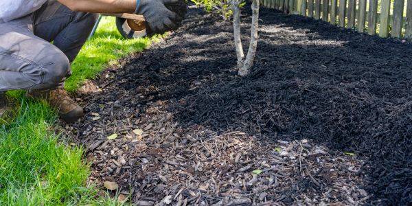 Person applying fresh black mulch around a tree in garden bed.