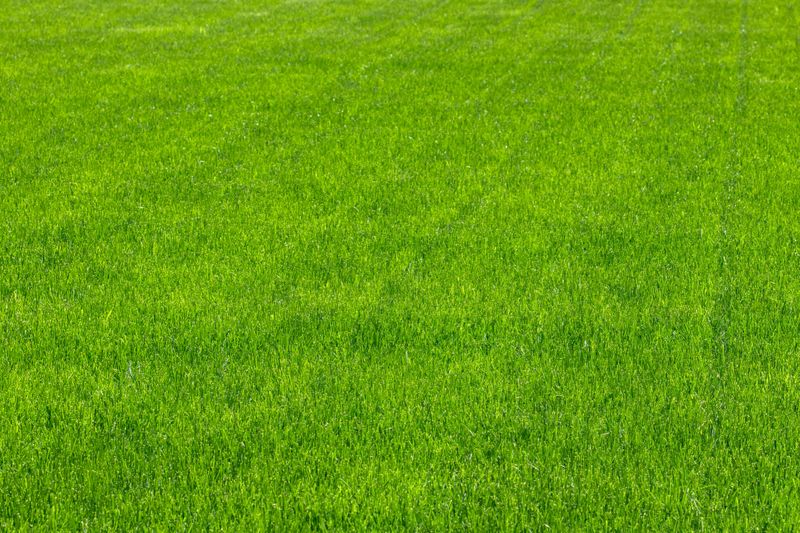 Large expanse of a weed-free lawn with lines from the lawn mower