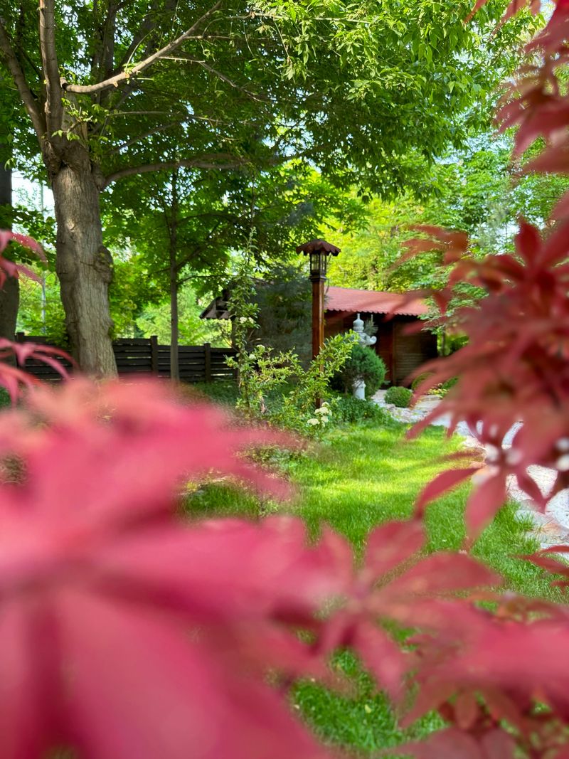 A serene garden scene featuring vibrant red leaves framing a lush green lawn and a cozy outdoor space, perfect for promoting relaxation, nature, or outdoor living