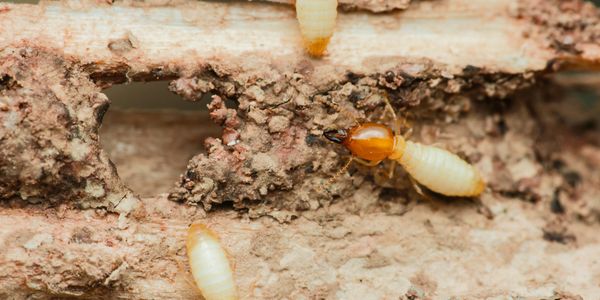 Close-up of termites on decaying wood.