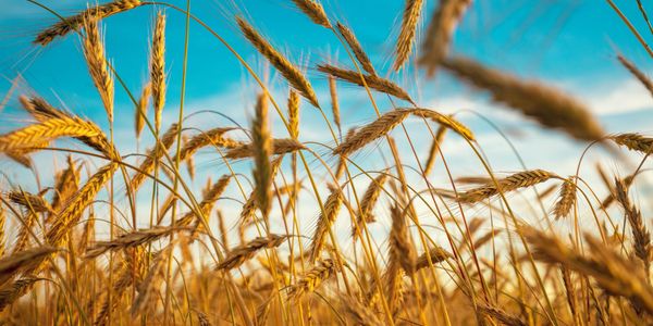 Golden wheat field under a clear blue sky.