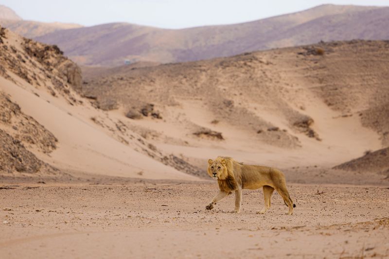 Majestic lion walking through the arid plains of namibia