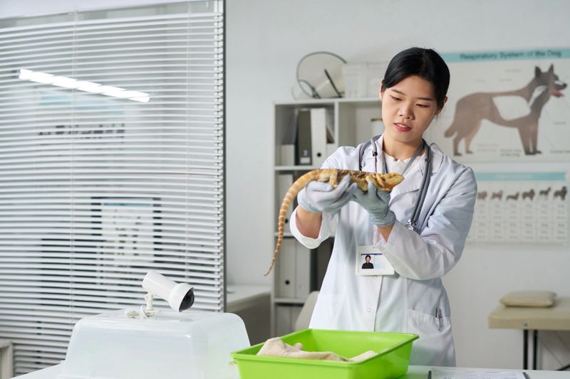 Young Asian woman in lab coat and medical gloves looking at cute sick lizard in her hands during check-up in clinical office