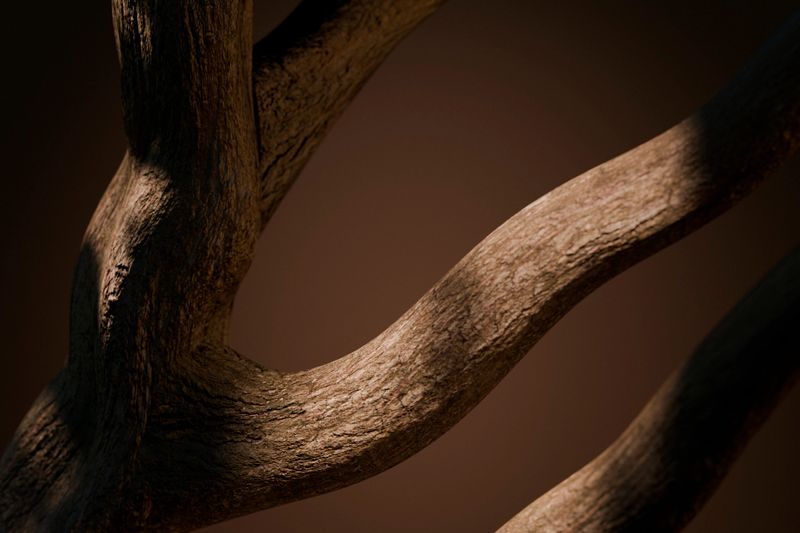Aesthetic tree branch in studio room on dark background. Abstract natural wood product placement for fashion, beauty, cosmetic brand display showroom. 3d render.