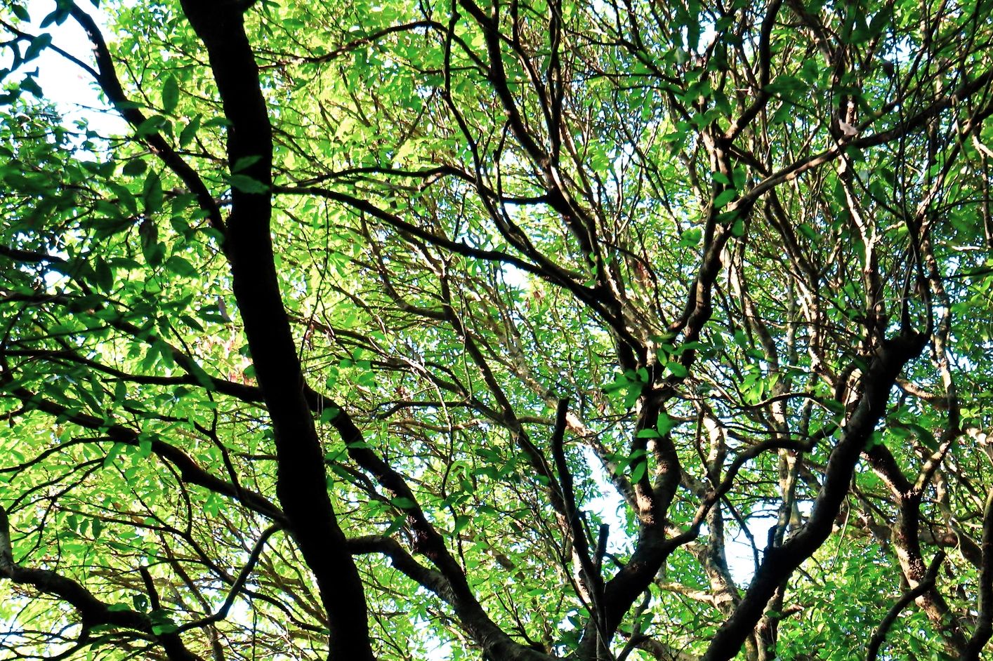 A photo featuring a tree’s green leaves along with their main and smaller branches