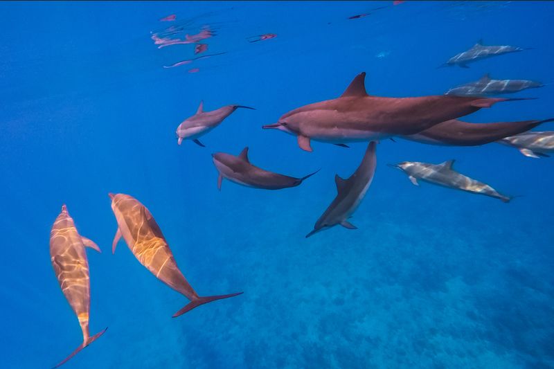 Underwater view of dolphin pod swimming, Maldives