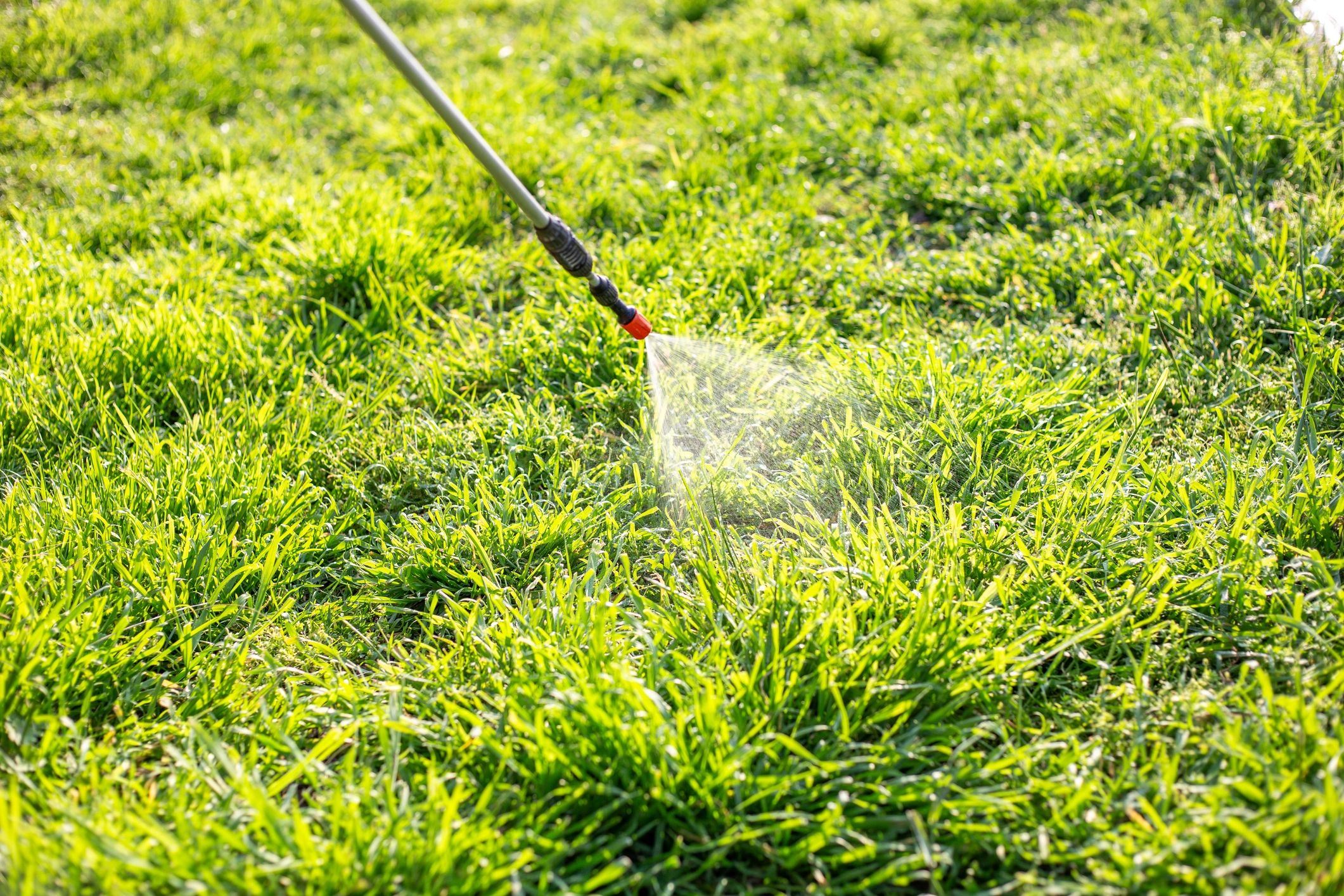 A close-up of a spray nozzle watering lush green grass.