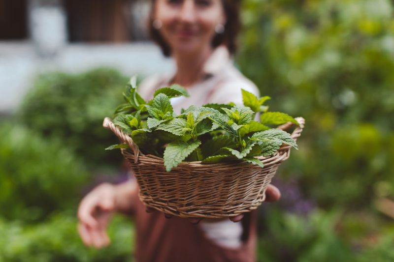 Woman holding basket with lemon balm leaves from organic herb garden