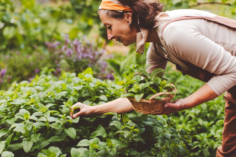 Woman picking lemon balm leaves from organic herb garden