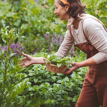 Woman harvesting fresh herbs from a garden with a basket in hand.