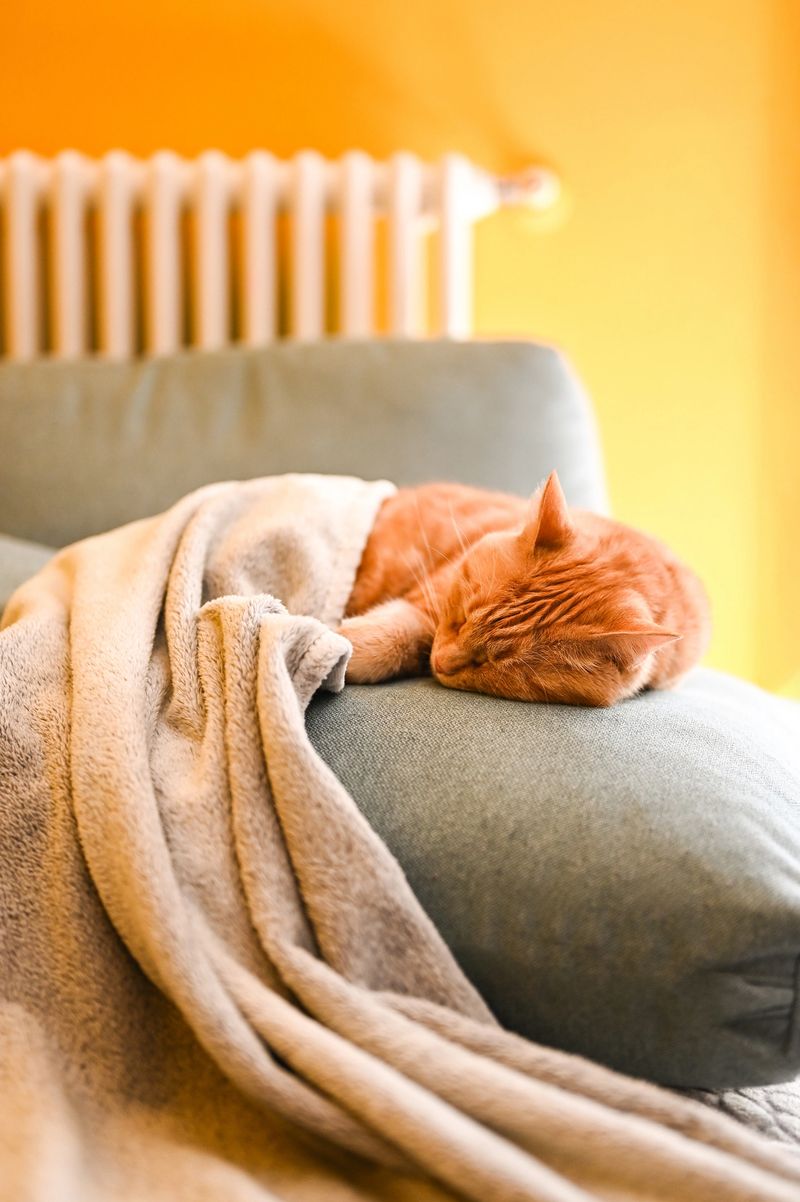 Ginger cat sleeping peacefully on a sofa under a blanket in a cozy home interior