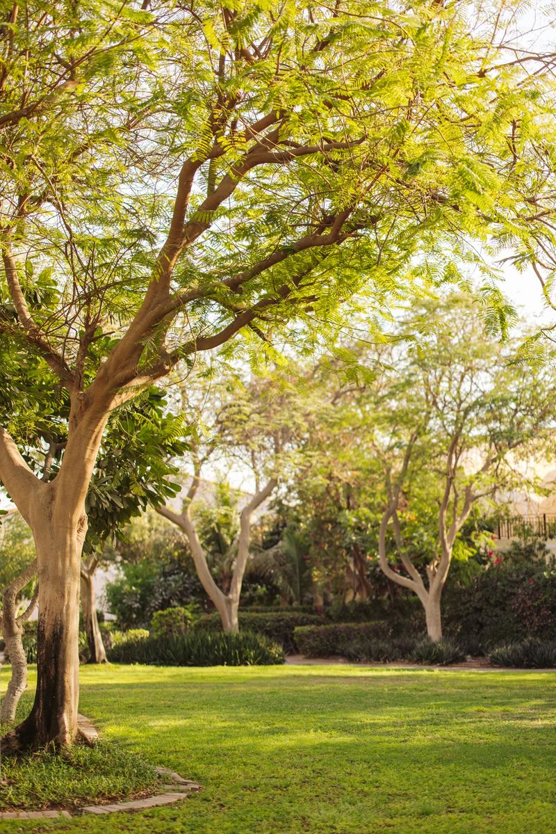 Tranquil park scene featuring vibrant sunlight filtering through abundant tree foliage onto well-maintained, green grassy spaces. The natural surroundings are perfect for relaxation, leisure, and enjoying an idyllic day outdoors. Captures the serene beauty of lush vegetation under warm daylight, ideal for nature-themed projects or promotions emphasizing tranquility, natural beauty, and outdoor activities.
