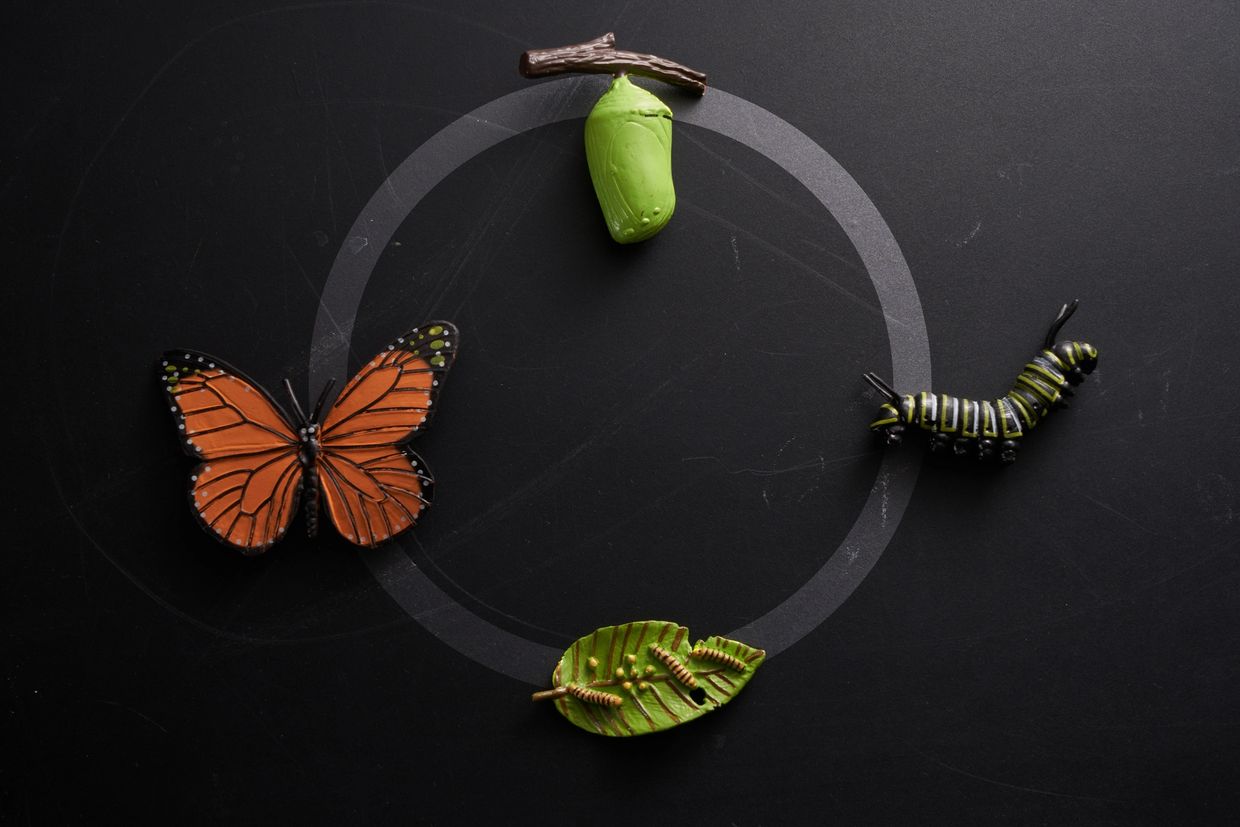 Lifecycle of a butterfly displayed with models.