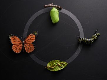 Butterfly life cycle showing transformation from caterpillar to butterfly.