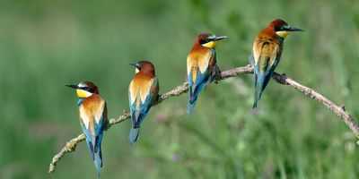 Four colorful birds perched on a curved branch against a green background.