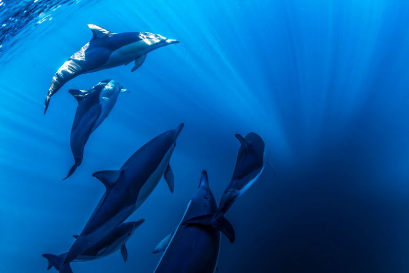 A pod of dolphins swims together in clear blue waters near Australia’s coast.