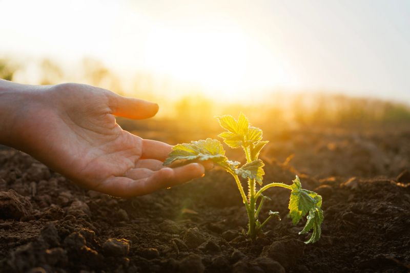 A hand gently supports a young plant emerging from the rich soil as the golden sunlight bathes the landscape at dawn.