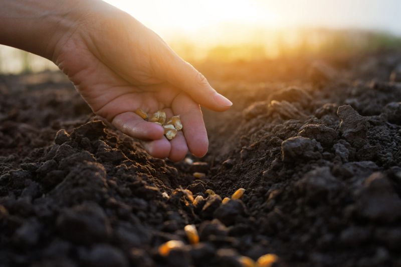 A hand is scattering seeds into rich, dark soil at sunset, with the warm light illuminating the planting activity in the field.