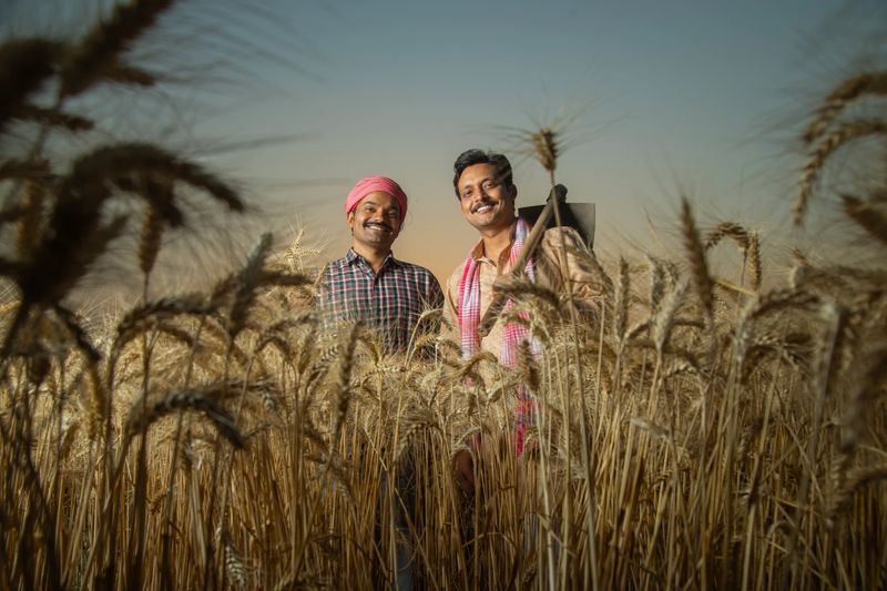 Smiling male farmers holding wheat and discussing farming while standing amidst crops at agricultural field against clear sky during sunset