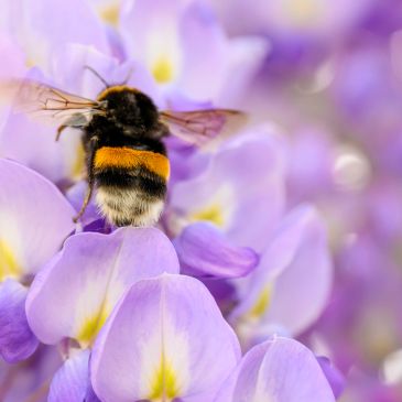 A bumblebee on purple flowers.