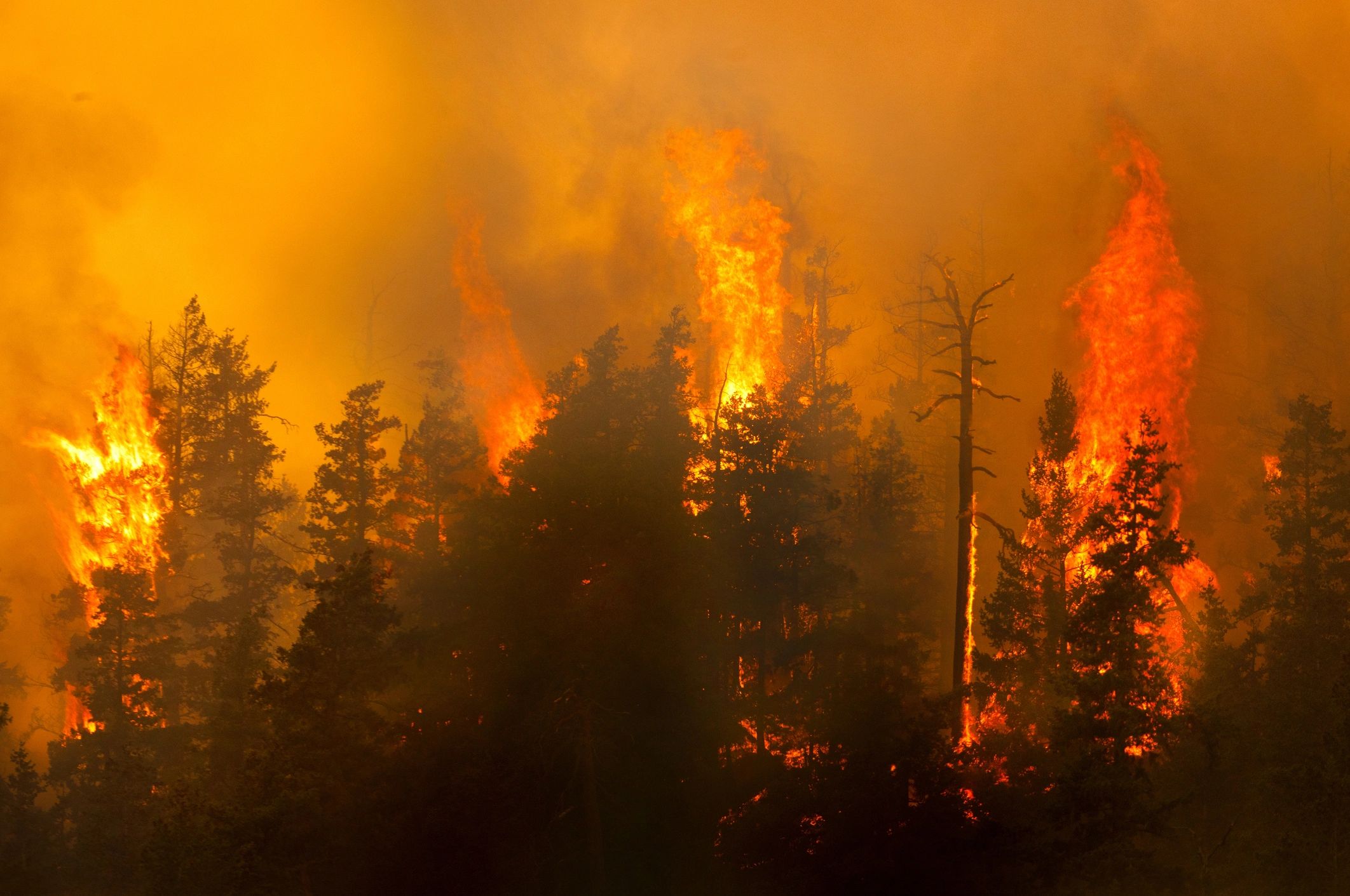 Intense wildfire engulfing a dense forest with towering flames and thick smoke.