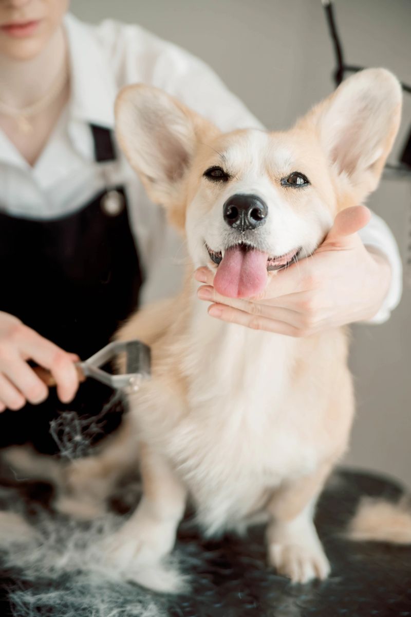 Corgi happily enjoys relaxing grooming session in pet salon. Gentle brushing, , and fur care ensure comfort and well-being. A well-groomed dog feels fresh and looks adorable