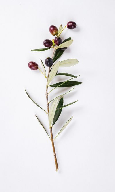 A branch of ripe olives with green and dark purple fruits on white background.