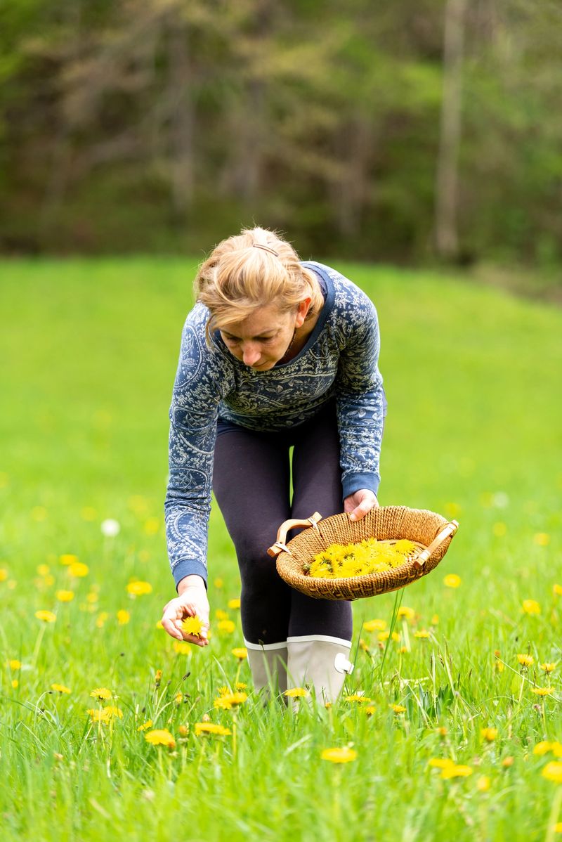 Woman Picking Fresh Medicinal Dandelion Flowers on the Mountain Meadow in Spring