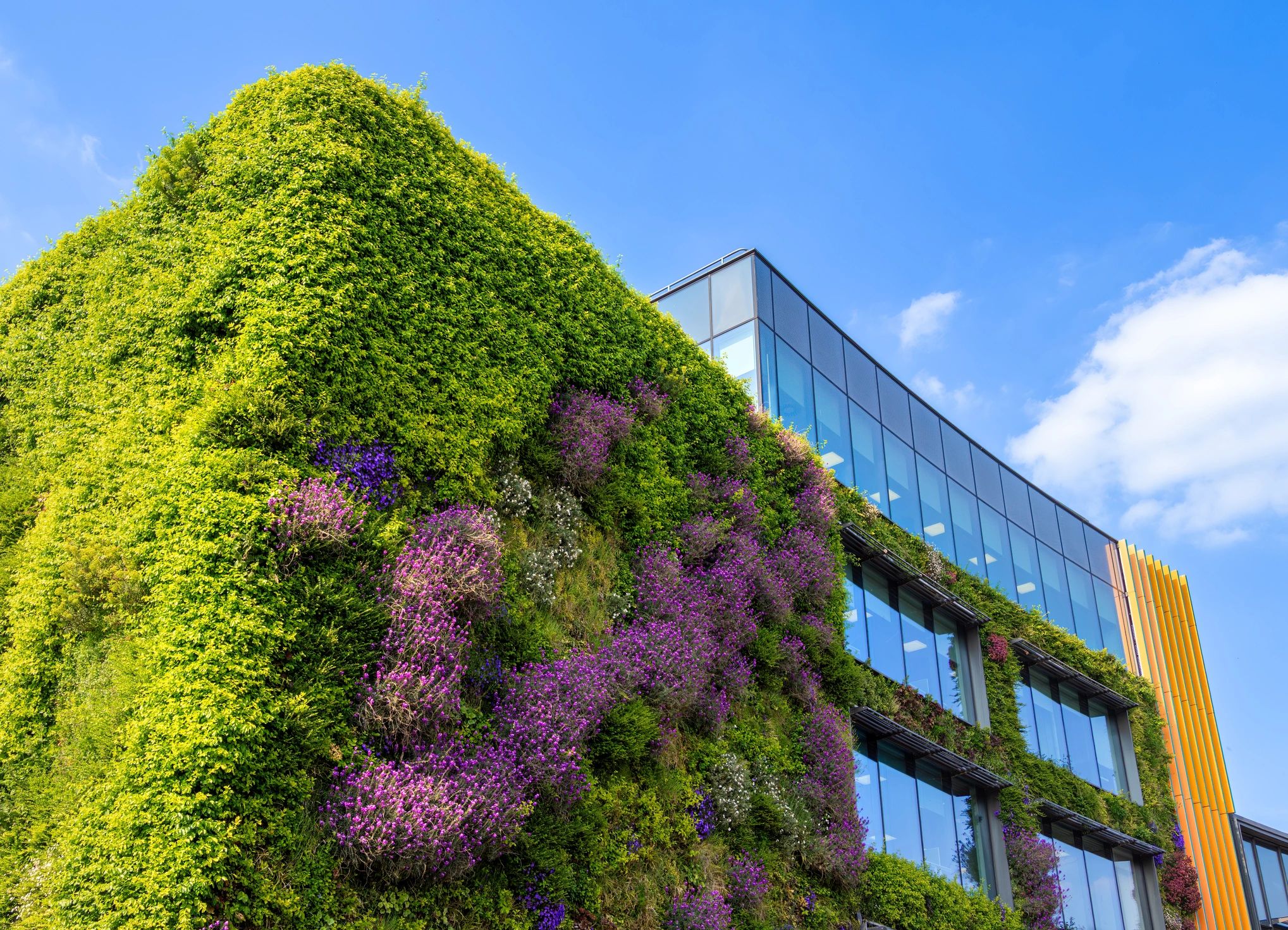 Green living wall on modern building with blue sky.