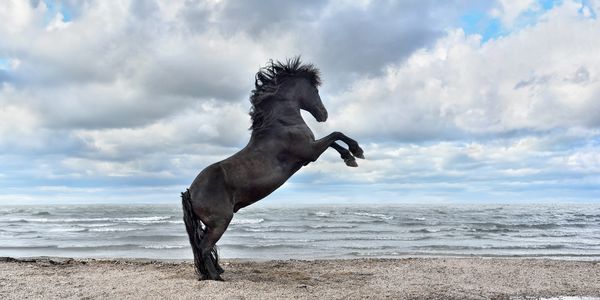 Black horse rearing on a beach with ocean waves and cloudy sky.