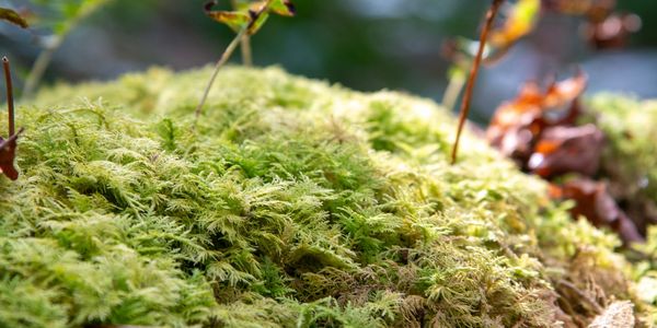 somatic therapy grounding imagery Bristol