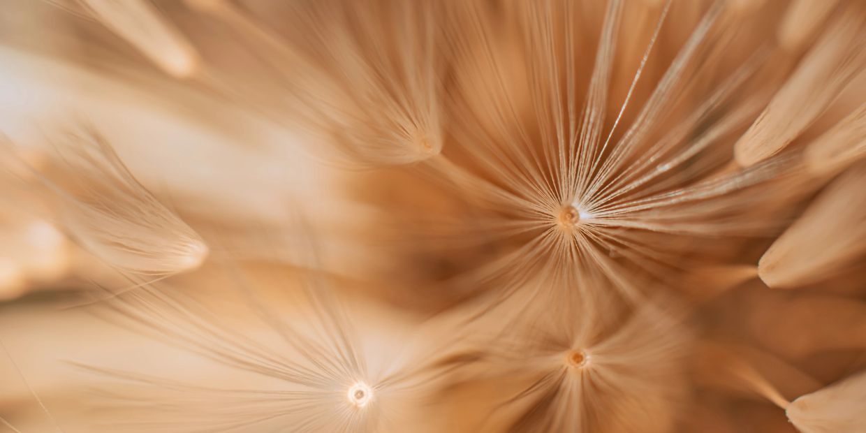 Close-up of delicate dandelion seeds.