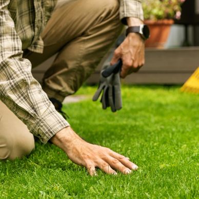Person kneeling on lawn inspecting grass with gardening gloves in hand.