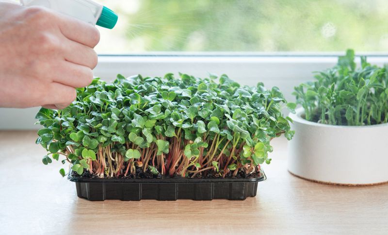 Close up of gardener spraying water on fresh microgreens growing in containers on windowsill, home gardening concept
