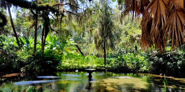 A serene pond surrounded by lush greenery and hanging moss.